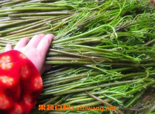 野生蕨菜的功效与作用