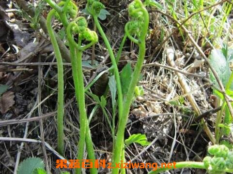 野生蕨菜的功效与作用
