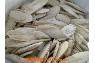 中药鱼古的功效与作用