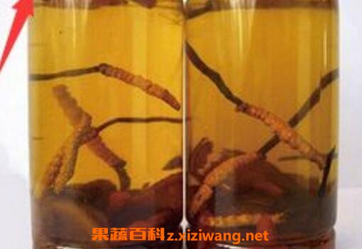 白虫草泡酒有什么功效与作用