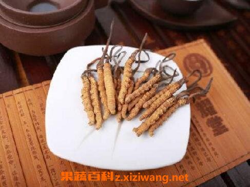 白虫草泡酒有什么功效与作用