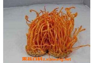 北虫草的功效与作用
