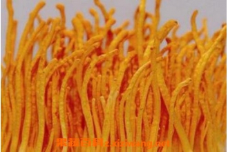 北虫草泡酒的功效与作用