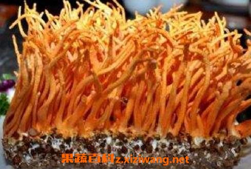 北冬虫的功效与作用