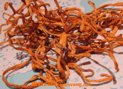 北冬虫的功效与作用