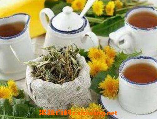 蒲公英泡水喝的功效与禁忌