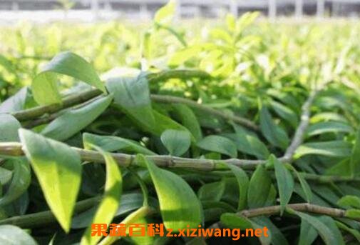 铁皮石斛的功效与作用及药用价值