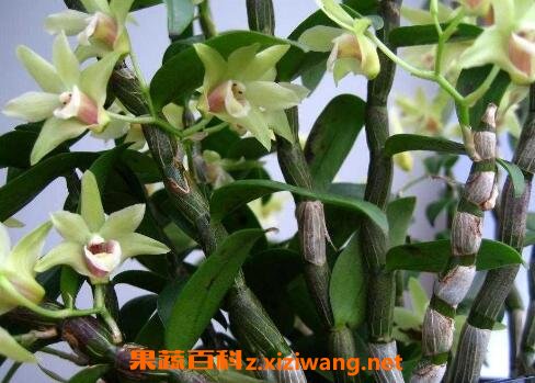 铁皮石斛的功效与作用及药用价值