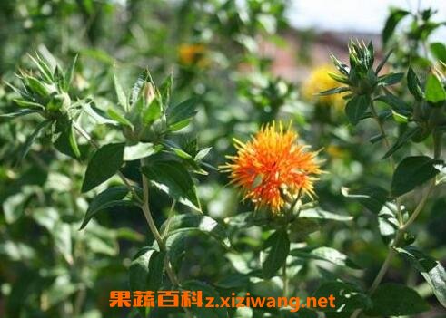 红花有哪些功效与作用