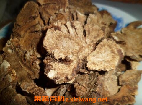 川芎的功效与作用及药用价值