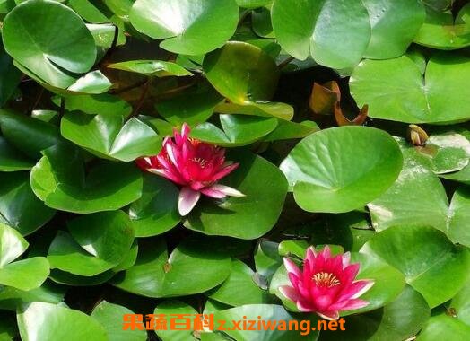 盆栽睡莲的养殖方法