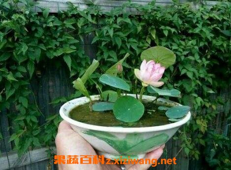 碗莲的种植方法和技巧