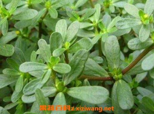 马齿苋的功效与作用及食用禁忌