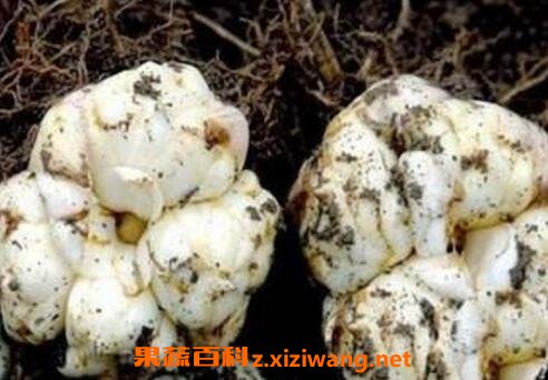 百合花种球的种植方法