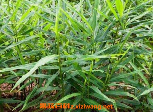 姜的种植方法和时间