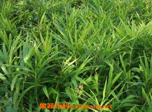 姜的种植方法和时间