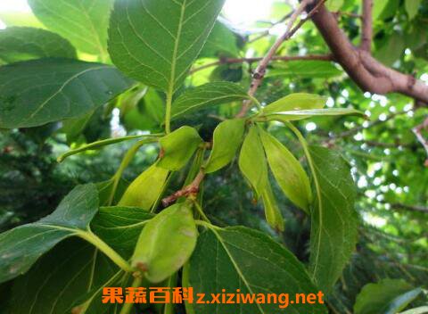 杜仲的功效与作用及药用价值