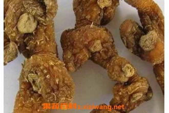 黄精的功效与作用及药用价值