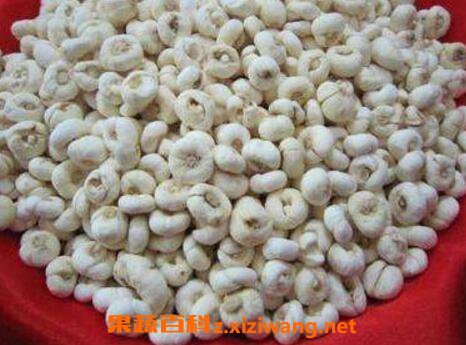 川贝的功效与作用