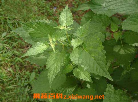 藿香的功效与作用及药用价值