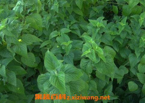 藿香叶的吃法 藿香叶的家常吃法