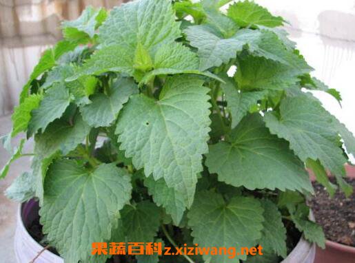 藿香叶的吃法 藿香叶的家常吃法
