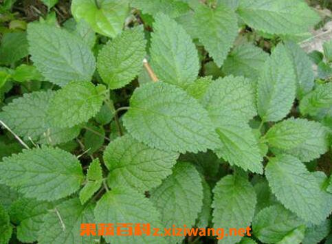 藿香叶的功效与作用
