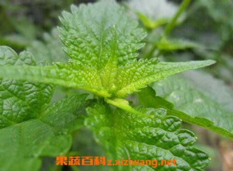 藿香叶的功效与作用