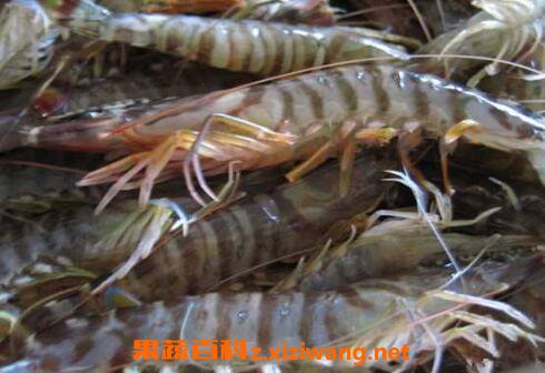 河虾和基围虾的区别 基围虾的营养价值