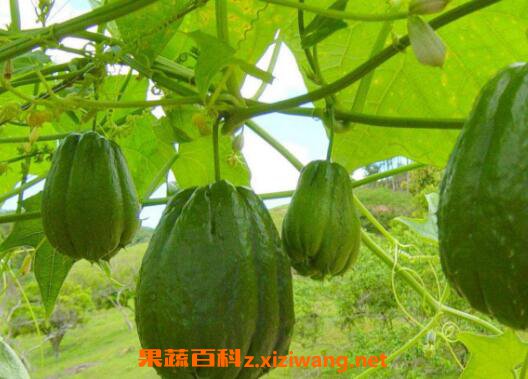 佛手瓜怎么种植 佛手瓜的栽培技巧