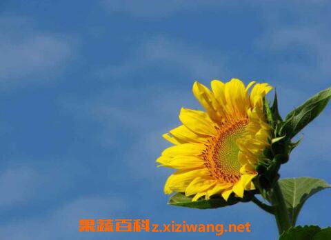 葵花怎么种 葵花的种植方法