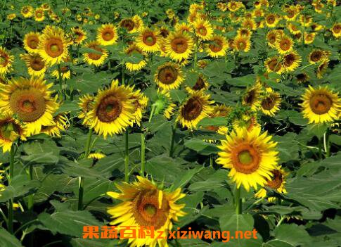 葵花怎么种 葵花的种植方法