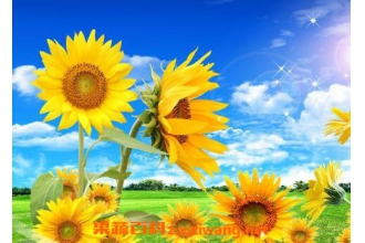 向日葵怎么种植 向日葵的种植方法