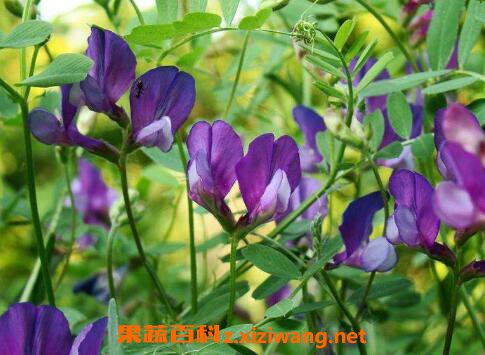 紫花苜蓿图片 紫花苜蓿的种植方法和种植技巧