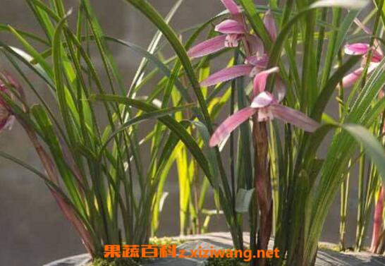 兰花怎么养 养殖兰花的注意事项