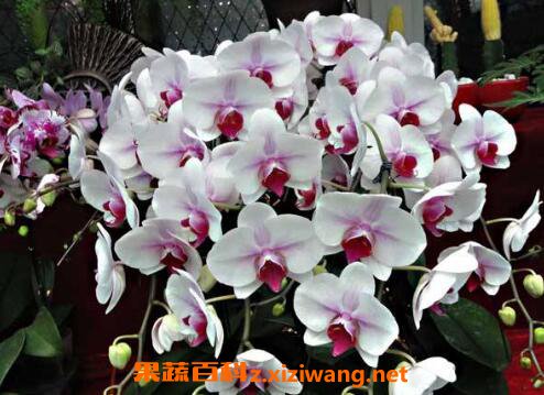 蝴蝶兰的养殖方法 蝴蝶兰怎么养
