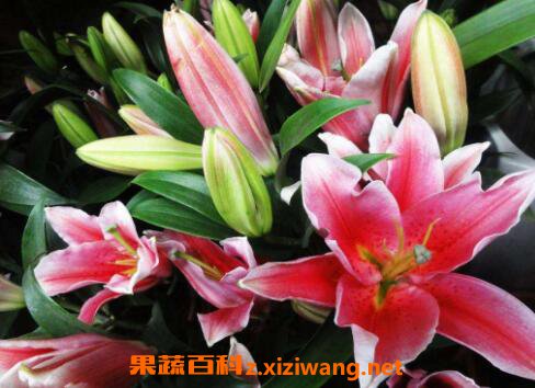 鲜花百合花怎么养水里 水养百合花的方法技巧