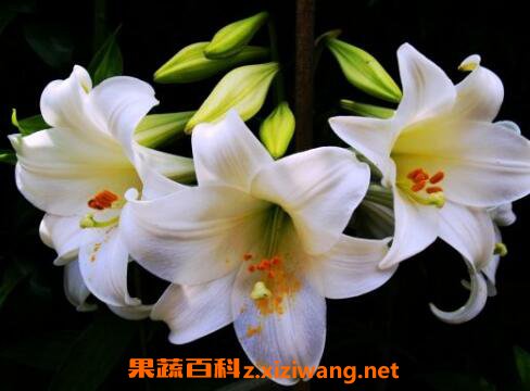 鲜花百合花怎么养水里 水养百合花的方法技巧