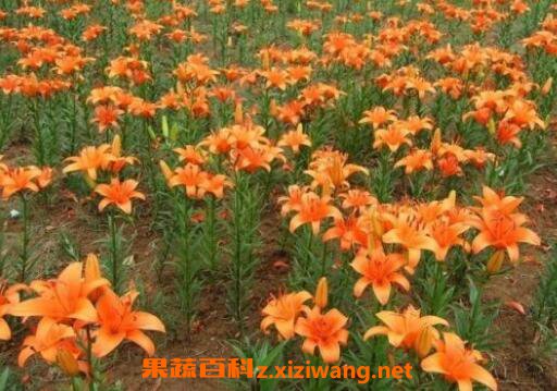 百合花怎么种植 百合花的种植技巧和注意事项