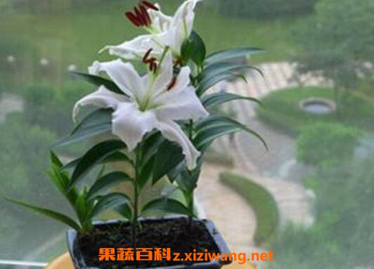 百合花怎么种植 百合花的种植技巧和注意事项