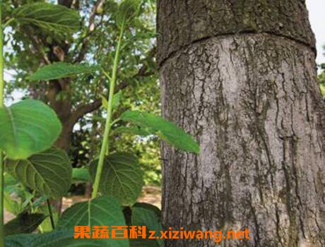 杜仲的功效与作用及常用配方