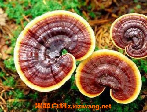 灵芝的功效与作用及药用价值