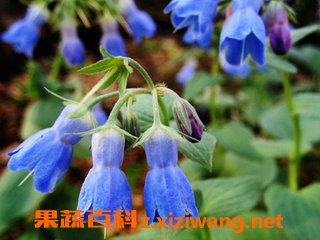 紫草
