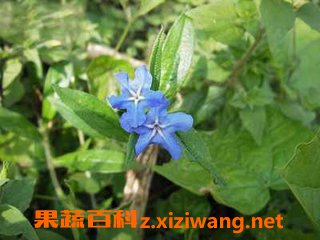 紫草