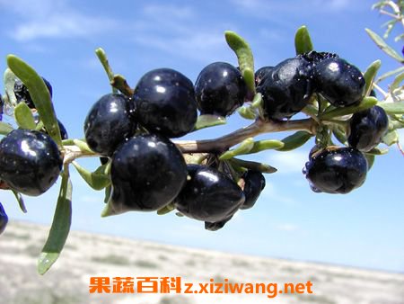 果枸杞