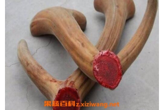 鹿茸的功效与作用有哪些