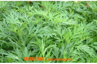 艾草的功效与作用 艾叶的用途和使用禁忌