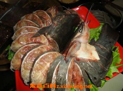 什么是梭边鱼 梭边鱼的功效与作用