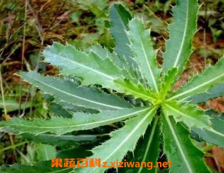 七七芽的作用与禁忌