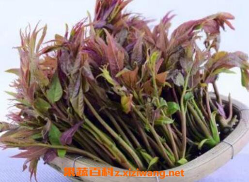 壮阳野菜有哪些 什么野菜补肾壮阳